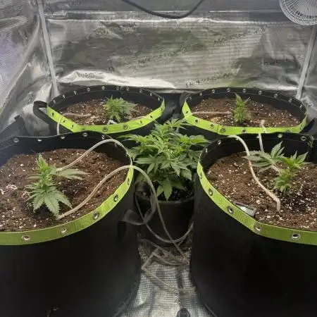 Second indoor grow!