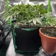 RQS White Widow 3Rd grow (low Budget)