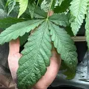 7th grow 1st HYDRO! Blue gelato by RQS