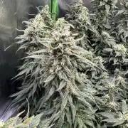 RQS White Widow 3Rd grow (low Budget)