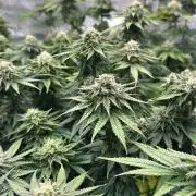 Grow no.9 tropicana cookies hydro