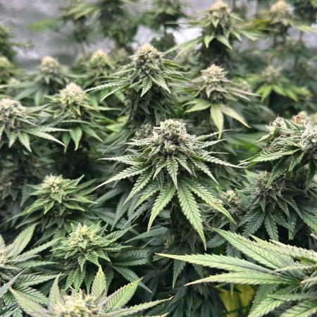 Grow no.9 tropicana cookies hydro