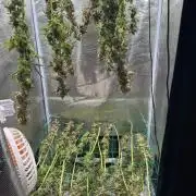Mimosa evo Mother plant