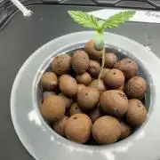 7th grow 1st HYDRO! Blue gelato by RQS