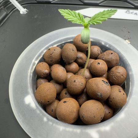 7th grow 1st HYDRO! Blue gelato by RQS