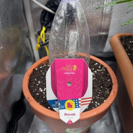 5th grow Biscotti by RQS