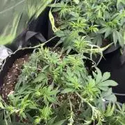 8th grow White widow by RQS big tent