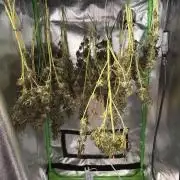 Gorilla zkittlez Barney's farm