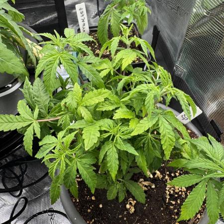 4th grow.Shining Silver Haze RQS