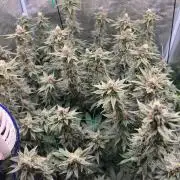 Mimosa evo Mother plant