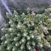 Grow no.9 tropicana cookies hydro