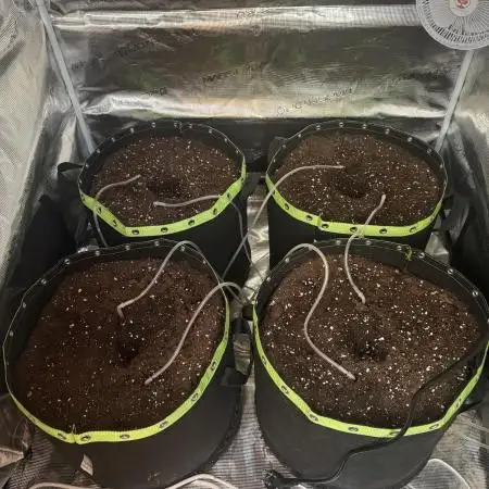 Second indoor grow!