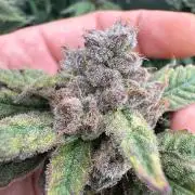 Mimosa evo Mother plant
