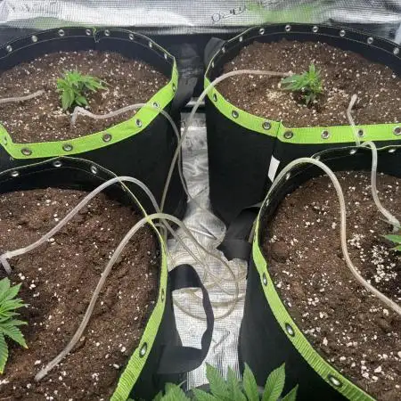 Second indoor grow!