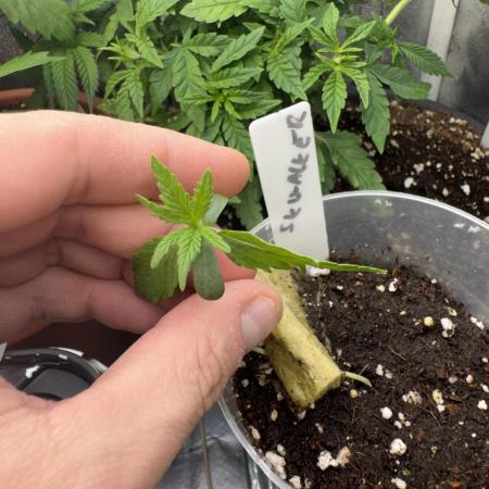 6th grow royal skywalker by RQS