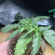 4th grow.Shining Silver Haze RQS