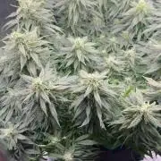 RQS White Widow 3Rd grow (low Budget)