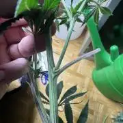 6th grow royal skywalker by RQS