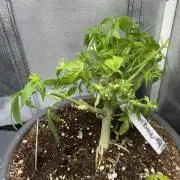 4th grow.Shining Silver Haze RQS