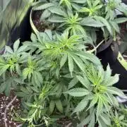 5th grow Biscotti by RQS