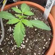 5th grow Biscotti by RQS