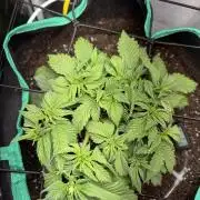 RQS White Widow 3Rd grow (low Budget)