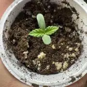 4th grow.Shining Silver Haze RQS