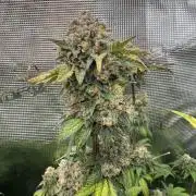 Grow no.9 tropicana cookies hydro