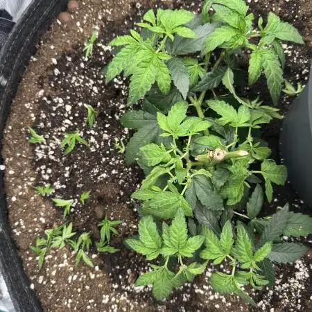 Mimosa evo Mother plant