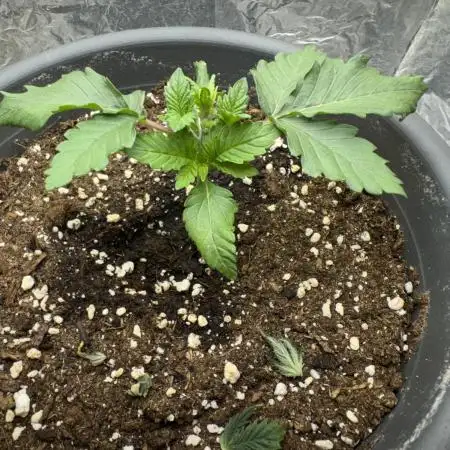 Second indoor grow!