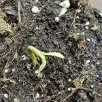RQS White Widow 3Rd grow (low Budget)