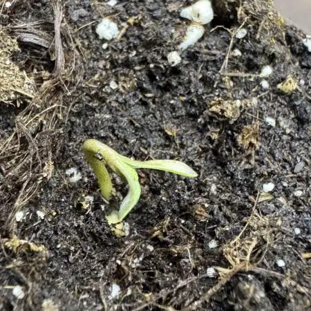 RQS White Widow 3Rd grow (low Budget)