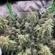 Gorilla zkittlez Barney's farm