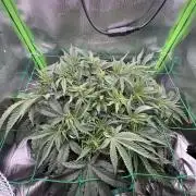 Skittlez Mother plant grow #11