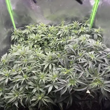 8th grow White widow by RQS big tent