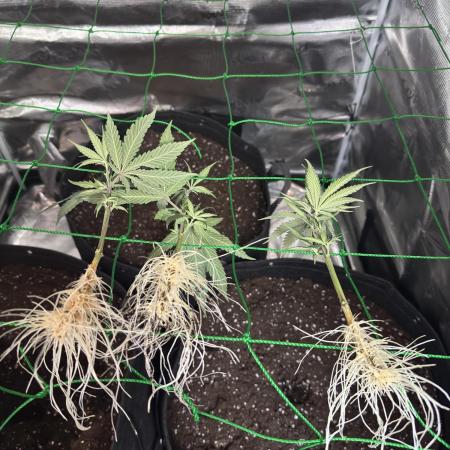 Barney's farm mimosa evo soil grow