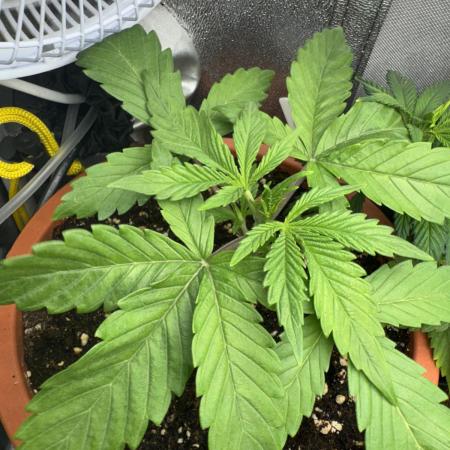 5th grow Biscotti by RQS