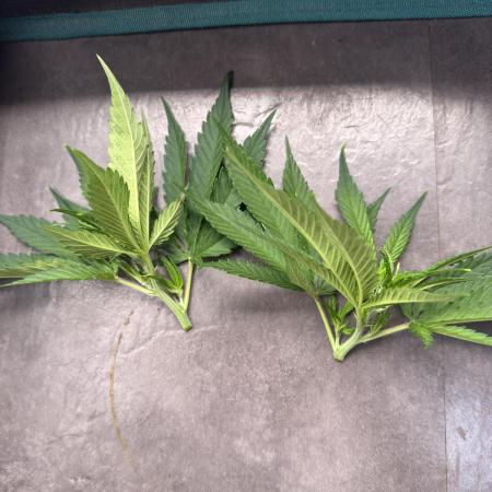 8th grow White widow by RQS big tent