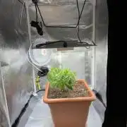 4th grow.Shining Silver Haze RQS