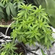 4th grow.Shining Silver Haze RQS