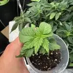 RQS White Widow 3Rd grow (low Budget)