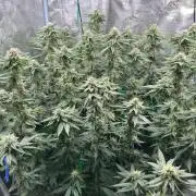 Mimosa evo Mother plant