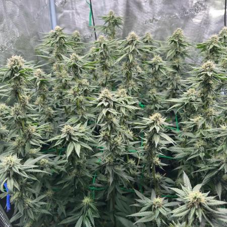 Mimosa evo Mother plant