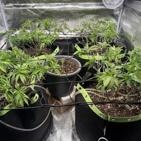 Second indoor grow!
