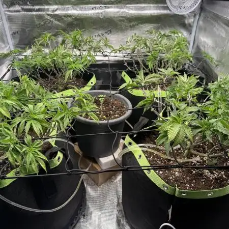 Second indoor grow!