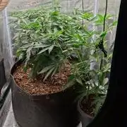 Mimosa evo Mother plant