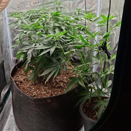 Mimosa evo Mother plant
