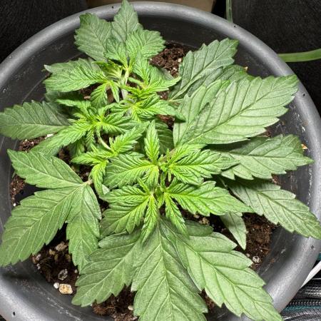 RQS White Widow 3Rd grow (low Budget)