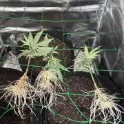 Barney's farm mimosa evo soil grow