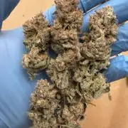 7th grow 1st HYDRO! Blue gelato by RQS